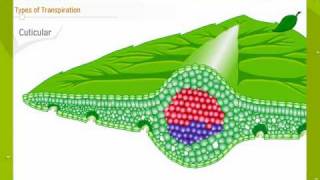 Transpiration In Plants [upl. by Mw]