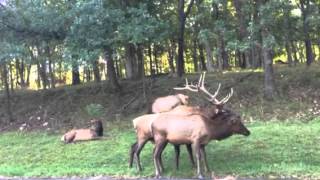 Elk mating season [upl. by Ahsin]