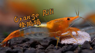 neocaridina shrimp Orange Rili [upl. by Nelleeus94]