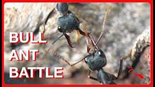 The Amazing Habits of a Giant Bull Ant Colony [upl. by Dahsra]