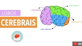 Lobos cerebrais e suas funções [upl. by Attenyl]