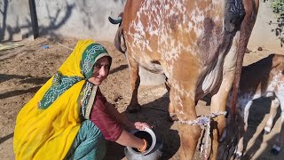 cow का milk kaise निका ले milking by hand ✋️ rajasthani Village women real life video mamtameena [upl. by Budd]