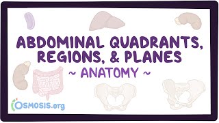 Abdominal quadrants regions and planes [upl. by Nimesh]