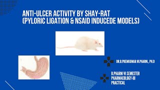 Study of antiulcer activity by pylorus ligated SHAY rat model and NSAID induced ulcer model [upl. by Annil587]