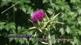 Mariadistel  Silybum marianum [upl. by Diraf]