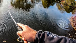 Catching BIG Perch from a commercial fishery [upl. by Nylyak]