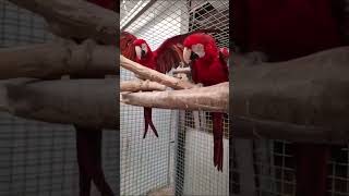 Green Wing Macaw… [upl. by Onaireves808]