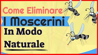 Come Eliminare I Moscerini In Modo Naturale Liberati Dei Moscerini In Pochi Minuti 2020 [upl. by Weston]