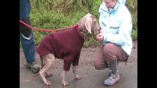 Weimaraners need a home [upl. by Linnette]