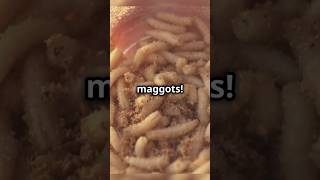 Would YOU Try Maggot Cheese Sardinian Delicacy 🐛🧀  facts food foodfact [upl. by Naloj]