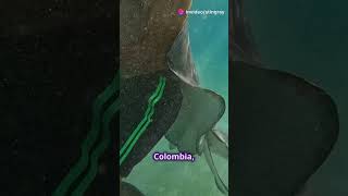 Blue Stingray Encounters Safe Interactions in Colombia [upl. by Ocirled39]