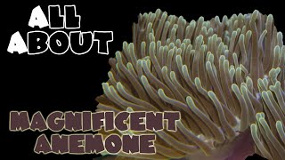 All About The Ritteri Anemone or Magnificent Anemone [upl. by Neelyt]