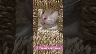 Люся Кошка у Окошка cats [upl. by Wolsniw]