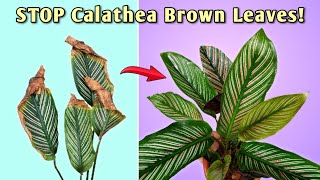 STOP Calathea Brown Leaf Tips  5 ESSENTIAL Calathea Plant Care [upl. by Margarita996]