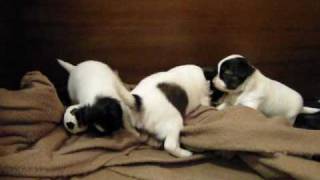 papillon puppies 4 weeks old [upl. by Tarrel]