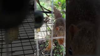 Squirrel is very beautiful [upl. by Aniloj]