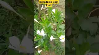 Dipladenia Com Flor [upl. by Ameyn678]