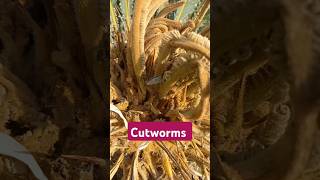 Cutworms in Cycad Palm shorts [upl. by Stephine391]