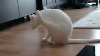 Hilarious Cat Scoots On Owners Floor [upl. by Gnilhsa]