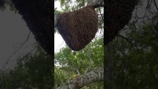 Bee Removal Orlando Florida [upl. by Hwu307]