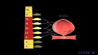 La micción 2  Inervación del tracto urinario inferior [upl. by Critta]