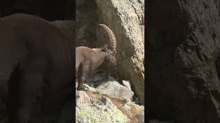 📍Parque Nacional de Mercantour France — 🐐 encounter NCVNT France hiking trekking fun [upl. by Saduj]