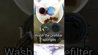 Oase BioMaster Thermo 850 prefilter cleaning in 1 minute [upl. by Janna798]