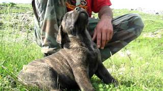 Srpski Odbrambeni Pas  Serbian Defance Dog [upl. by Lorimer]