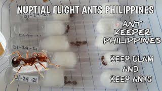 NUPTIAL FLIGHT ANTS PHILIPPINES AND KEEP ANTS 2021 [upl. by Eimaraj111]