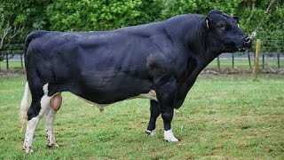 HolsteinFriesian bulls [upl. by Nosnor]