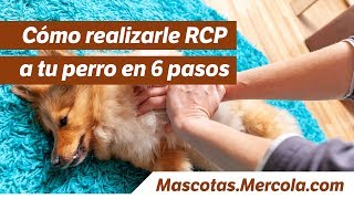 Cómo realizarle RCP a tu perro en 6 pasos [upl. by Leinadnhoj]