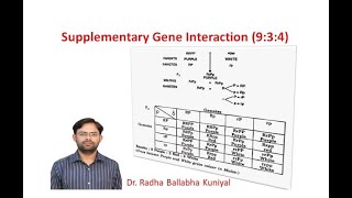 Supplementary Gene interaction Modified Mendelian Ratio 934 [upl. by Ahsiloc]