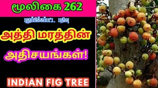 அத்தி மரம்அத்திக்காய்அத்திப்பழம்ficus racemosafig treeஅலசல்Alasal [upl. by Huberty]