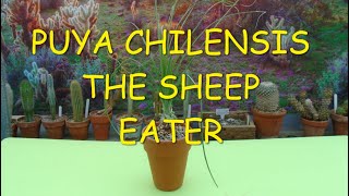 Puya chilensis The Sheep Eater 🪴😮🪴 [upl. by Tselec817]