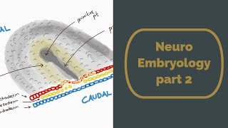 Neuro Embryology part 2 [upl. by Artenek]