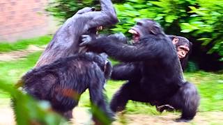 Huge Chimpanzee Fights [upl. by Solange]