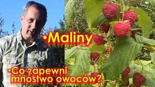 Maliny  zrób to aby mieć dużo smacznych owoców Pielęgnacja nawożenie cięcie malin [upl. by Neetsuj222]