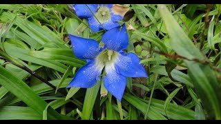 Gentiana kurroo [upl. by Wilona]