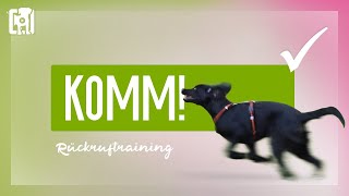 Rückruftraining  ein bombenfestes KOMM beibringen [upl. by Airamana]