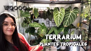 Un TERRARIUM comme VITRINE pour PLANTE s tropicales  Exo Terra [upl. by Ocsic864]