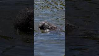 This Park Is Known For Manatees [upl. by Annayhs]