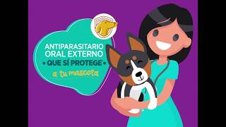 Protege a tu mascota con Simparica® [upl. by Bennet]