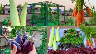 Massive Harvesting Of Pure Organic Veggies From My Terrace GardenHarvesting Organic Vegetables [upl. by Uehttam]