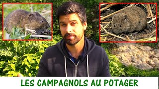 LES CAMPAGNOLS RATS TAUPIERS AU POTAGER [upl. by Onimod963]