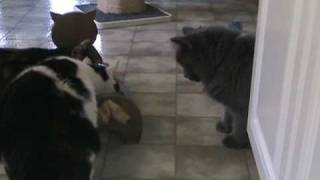 Lefthanded Cat steals food Kramer [upl. by Roots]