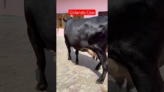 💎 Girlando Cow For Sale 7009645902  ChopradairyFarm trending cow dairyfarm punjab farming [upl. by Wendye]