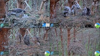 Goshawks the first 61 days from hatching to fledging  RSPB Abernethy Forest Scotland [upl. by Guntar]