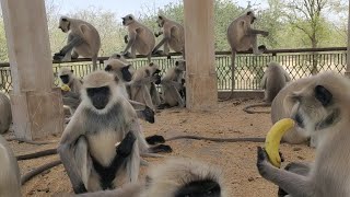 Funny Monkeys  Indian Langur snatching and eating food  Funny Monkey Videos Monkey Playing Babies [upl. by Faun]