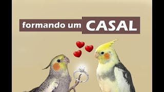 Como formar um casal de calopstias [upl. by Siulesoj461]