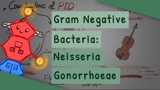 Gram Negative Bacteria Neisseria gonorrhoeae [upl. by Sherwood]